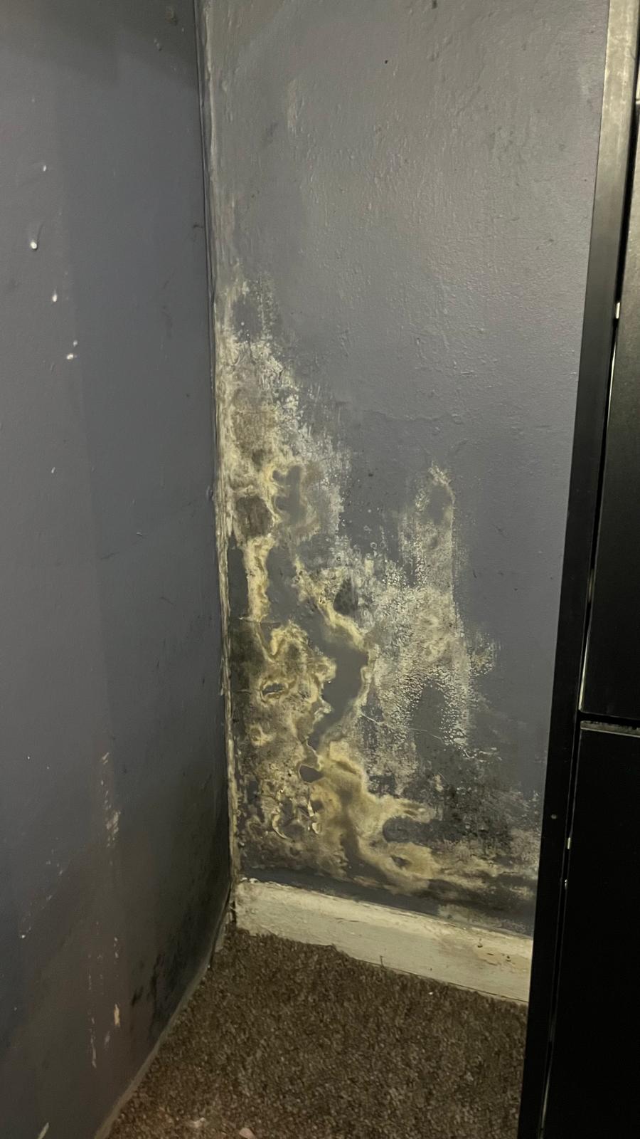 Damp, Mould and Condensation Survey